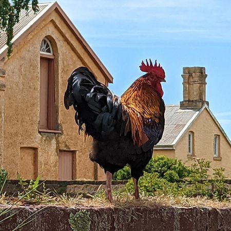 Woolmers Estate Longford Zewnętrze zdjęcie